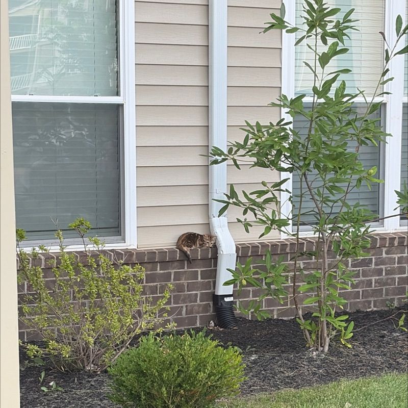 Resident chat image