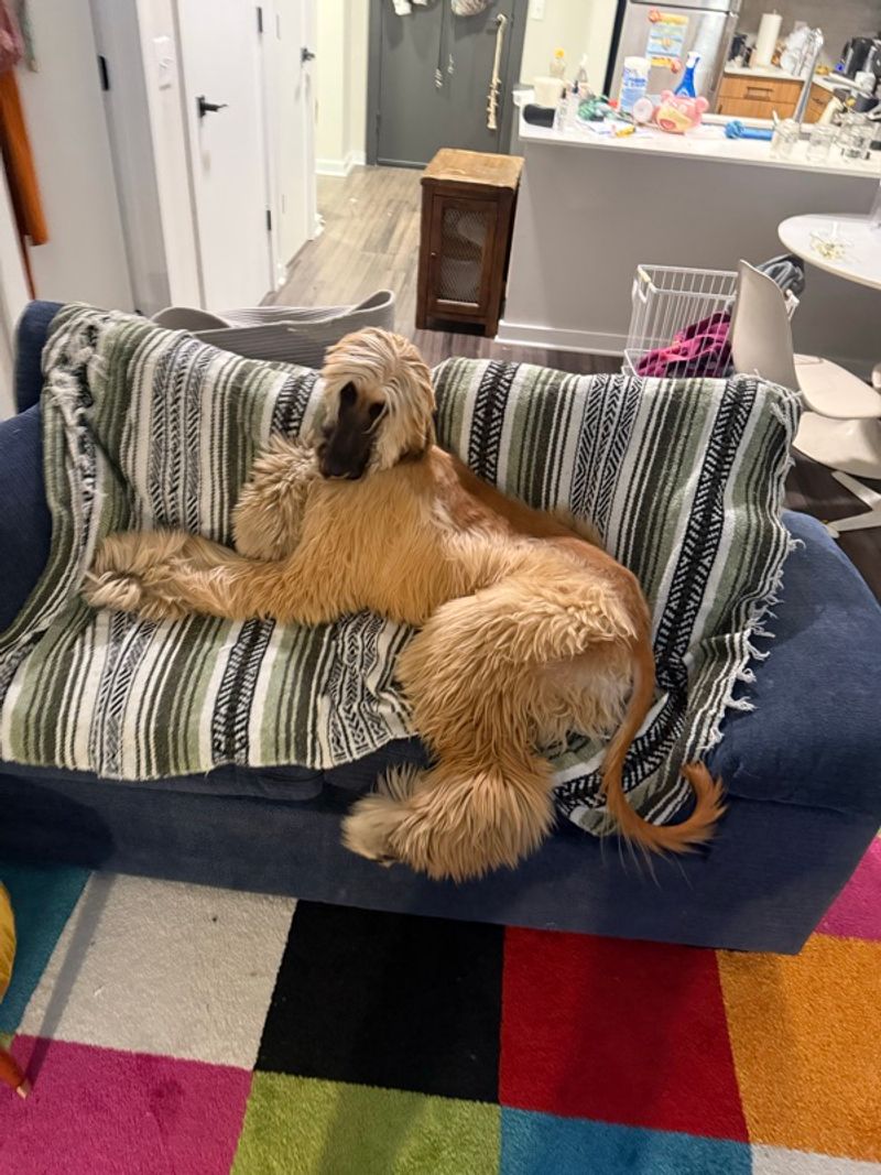 Resident chat image