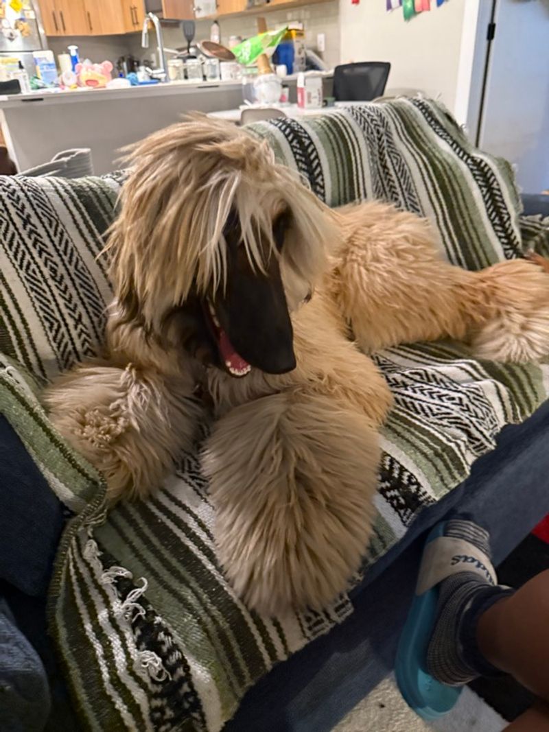 Resident chat image