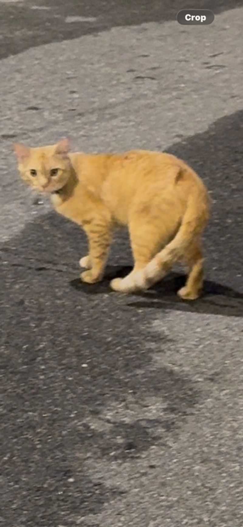 Resident chat image