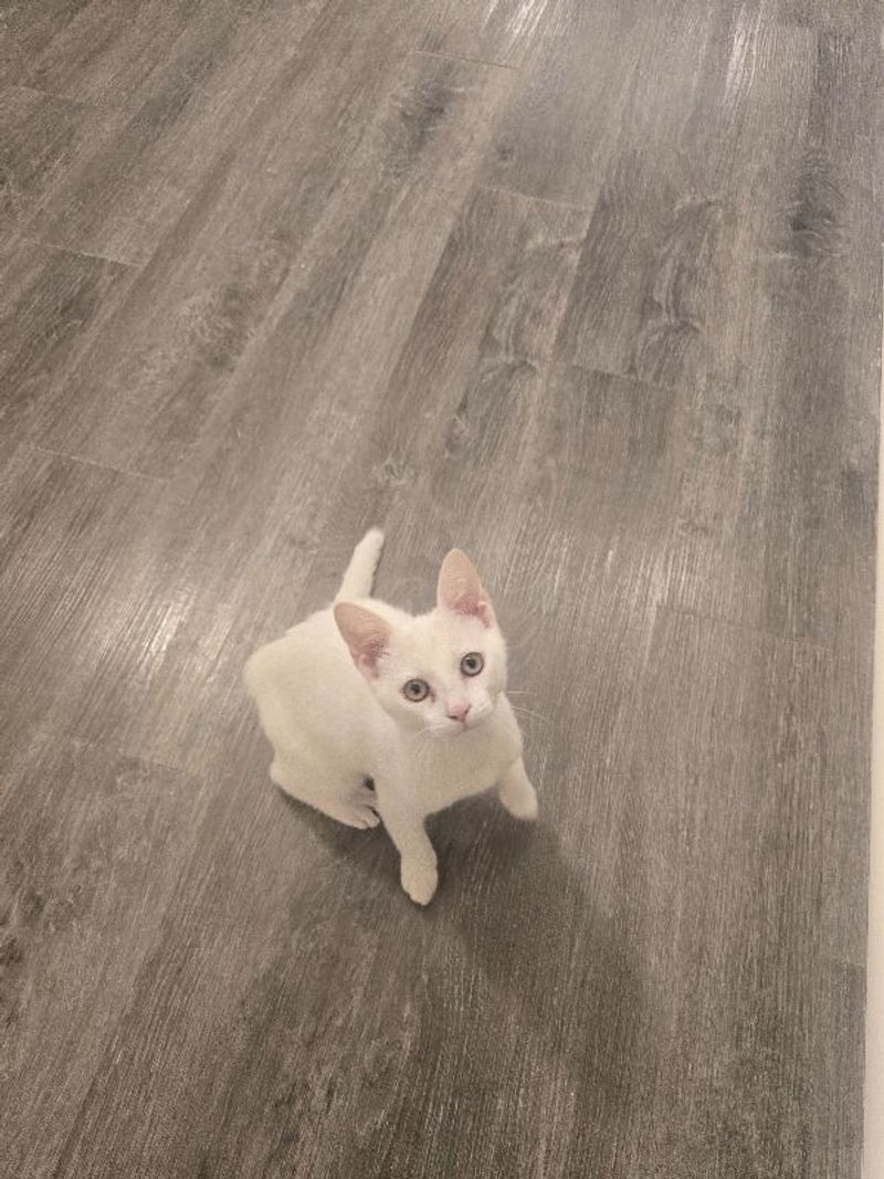 Resident chat image