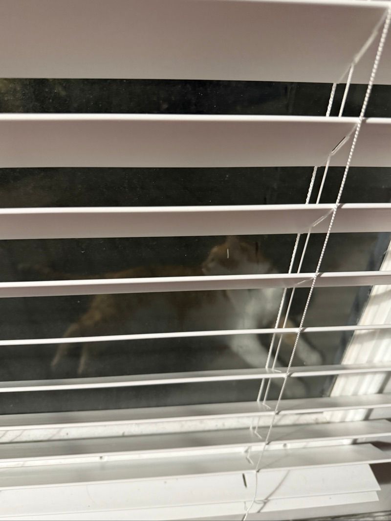 Resident chat image