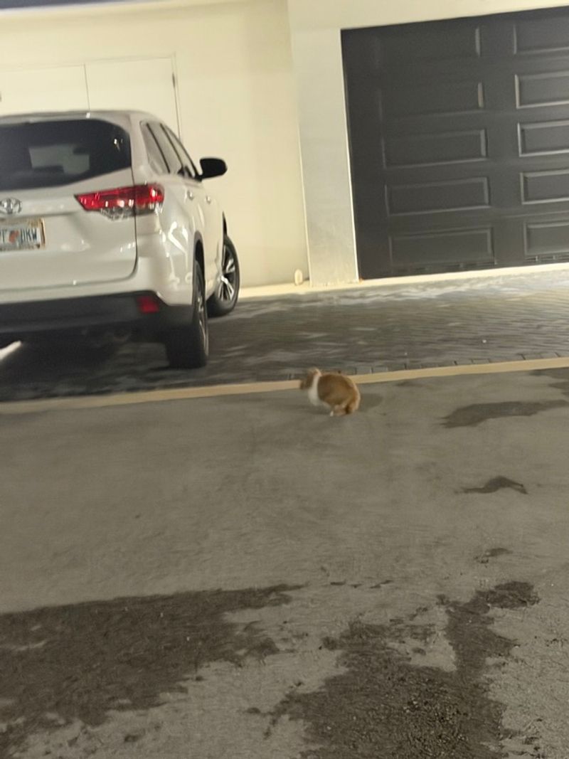 Resident chat image