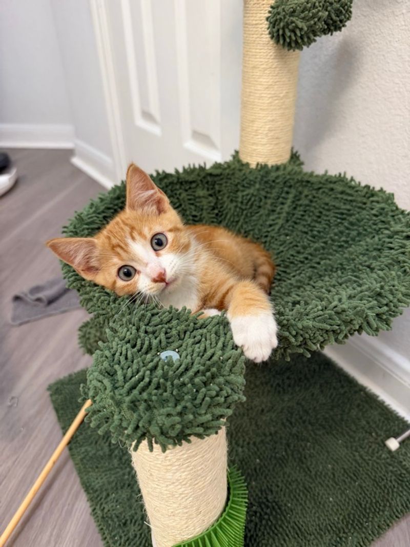 Resident chat image