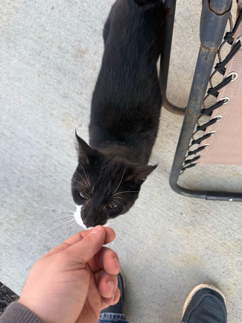 Resident chat image