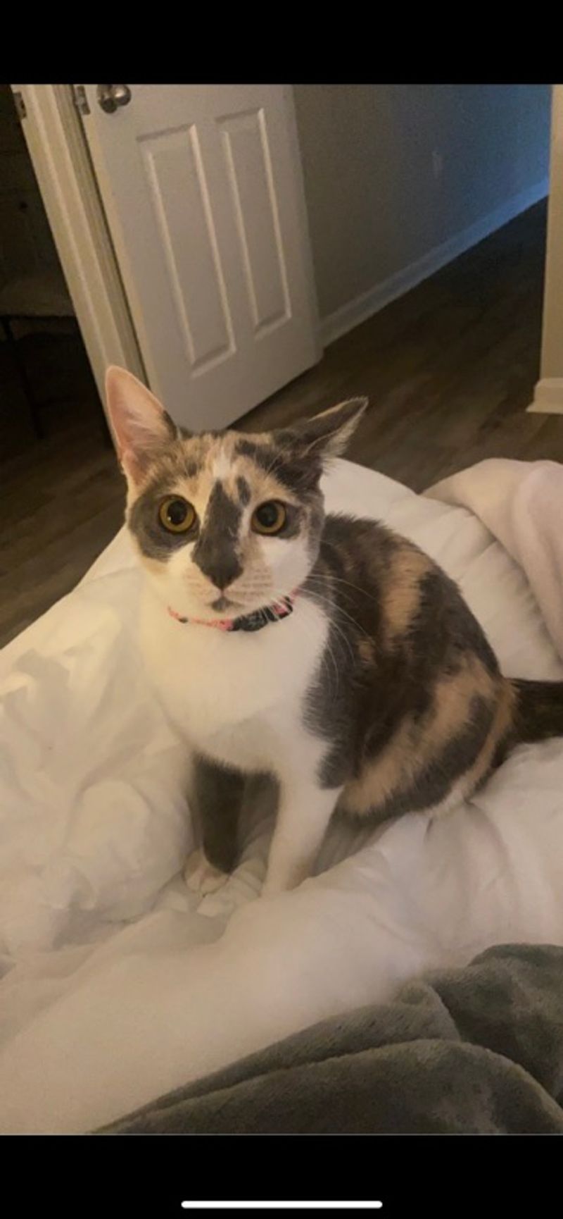 Resident chat image