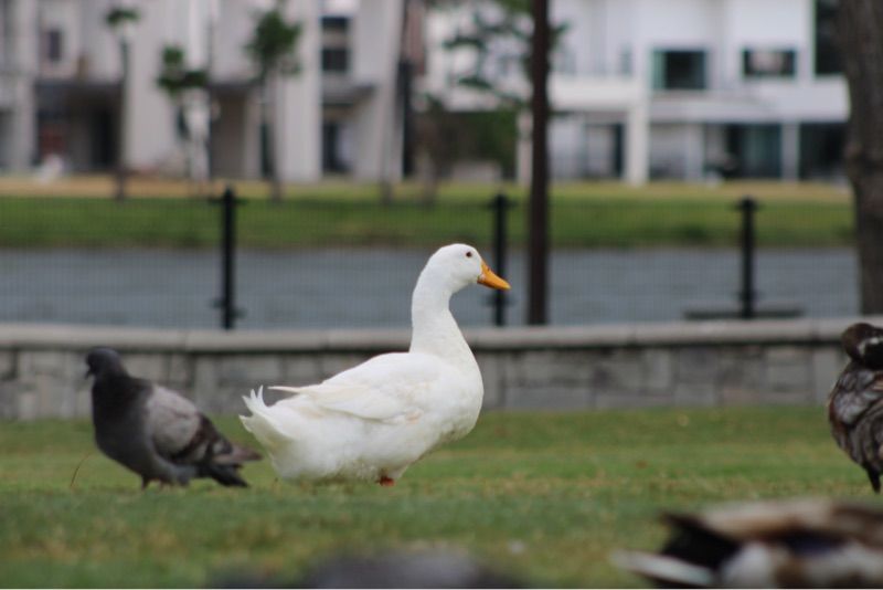 Resident chat image