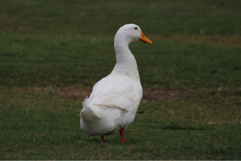 Resident chat image