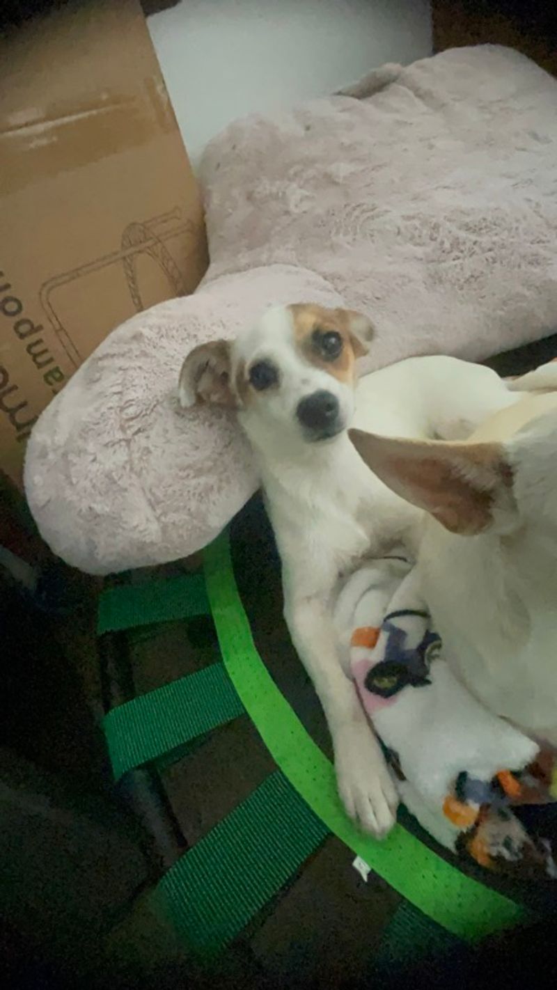 Resident chat image