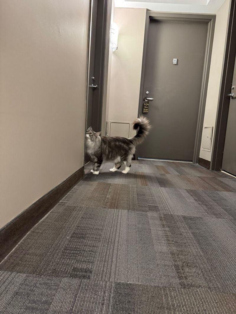 Resident chat image