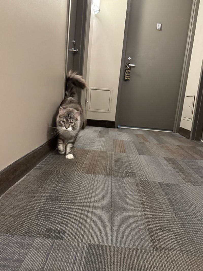 Resident chat image