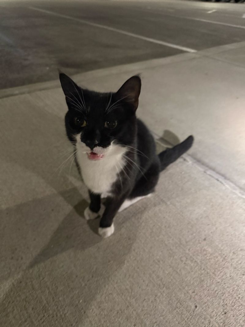 Resident chat image
