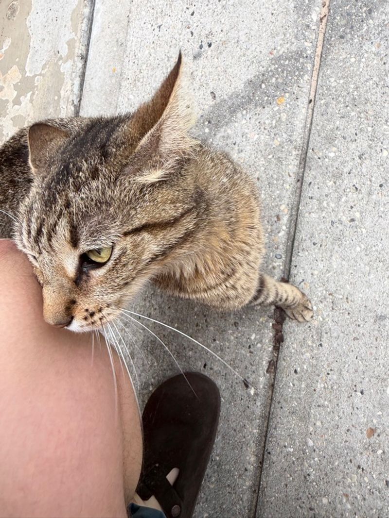 Resident chat image