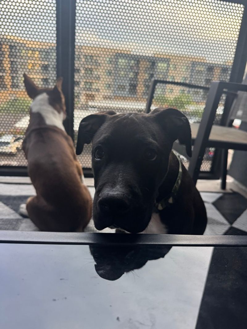 Resident chat image