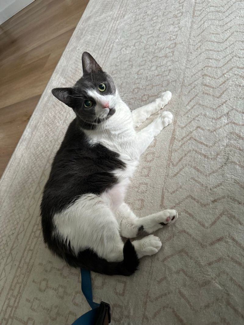 Resident chat image