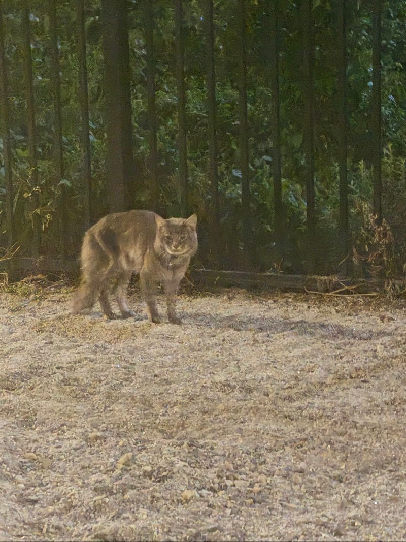 Resident chat image