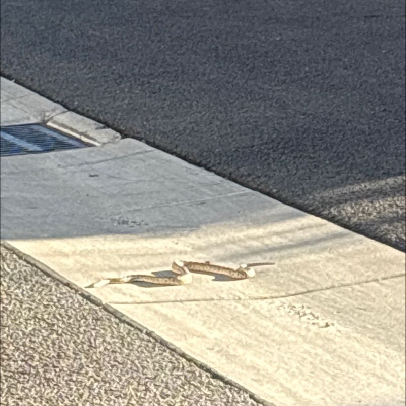 Resident chat image
