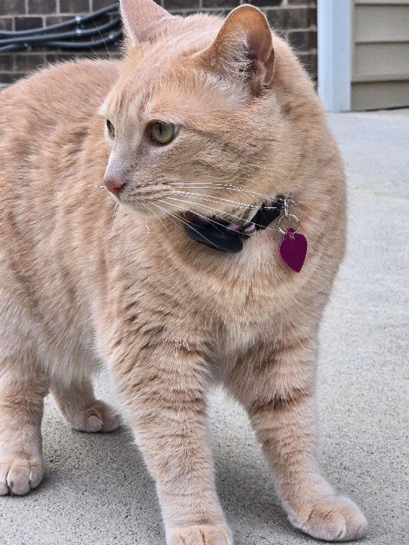 Resident chat image
