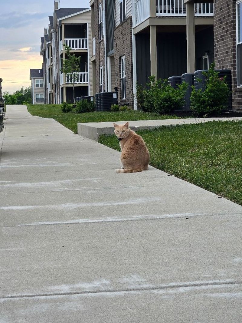 Resident chat image