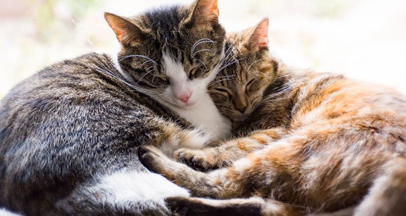 Cat group group at The Woods at 180 Kanata Avenue