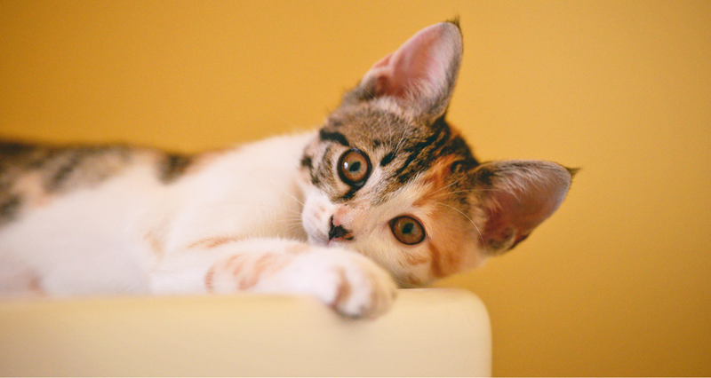 Cat group — a group for sending funny cat pictures and stuff cat related