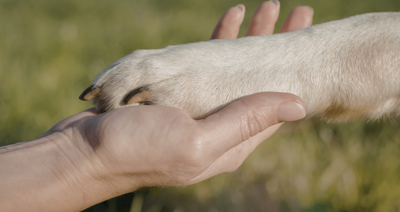 Dog Park Chat — Dog park updates / Groves dog owners
