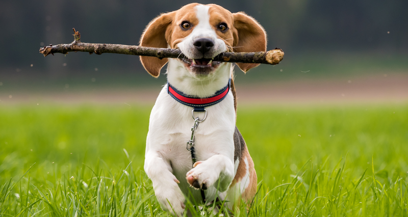 Doggy group — Dog parents that like to have play time with their pets! Being an apartment all day while owners are at work can be sad. But having furry friends to look forward to at the end of the day!