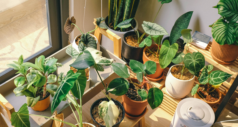 Green Thumb Collective — The Green Thumb Collective is a hybrid community for indoor plant hoarders who love double-tapping leaf photos online and showing up in person to physically drag home more greenery. We use our digital spaces to diagnose weird leaf spots at midnight, and our local meetups to swap actual dirt, cuttings, and coping mechanisms for our shared addiction.