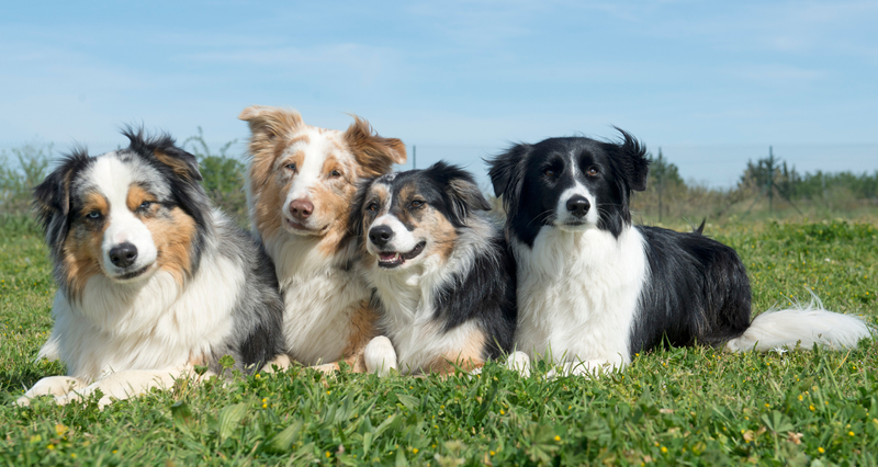 Dog sitting — Need someone to watch your pup while you’re at work, running errands, or away overnight? Let’s create a loving and reliable dog sitting, overnight care, and walks for neighbors in the area! Whether your dog needs a quick walk, some company during the day, or a cozy place to stay 🐕🐾 I’m a fellow dog lover and dog mom, so I know how important it is to have someone you trust caring for your fur baby. Let’s become a community and help each other out 💕