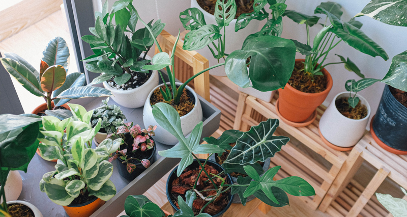 Plant Swap group at Lakeshore Lofts