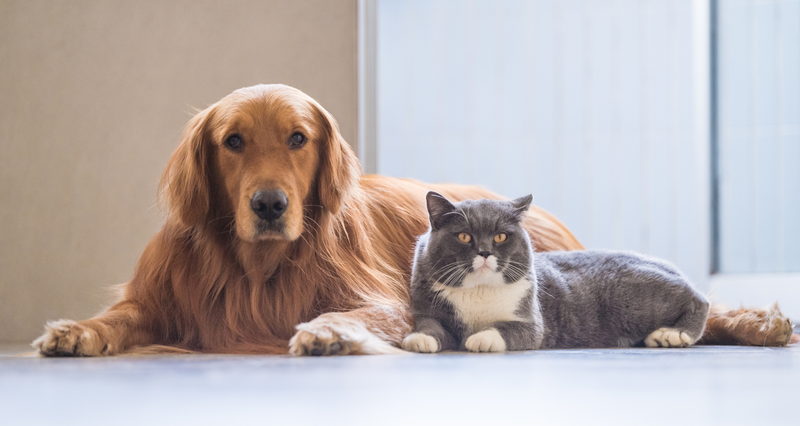 Gantry Pets! — For all pet owners!