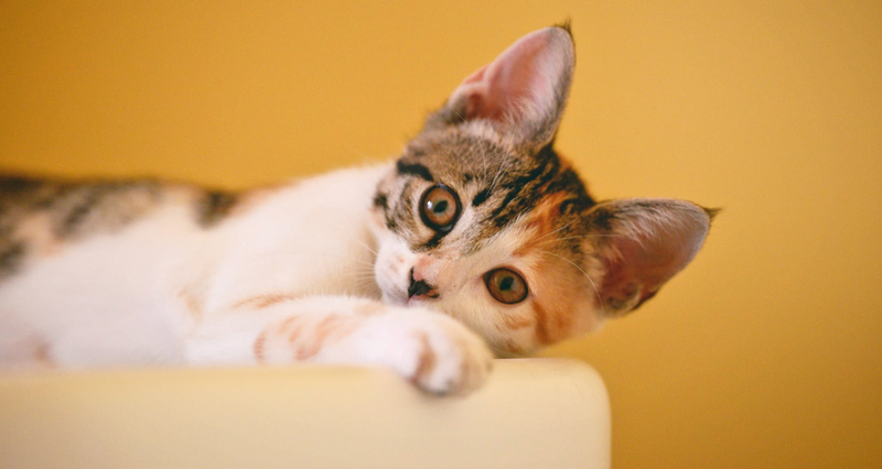 Cat sitting trades group — For people to check in on cats, and do so in exchange