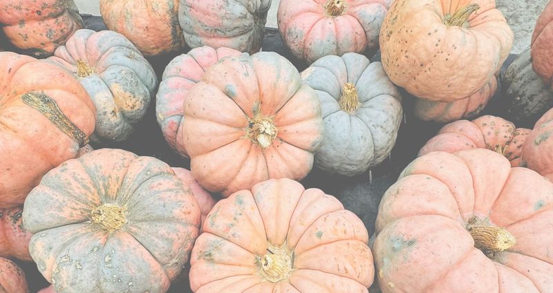 Pumpkin Patch at Farmington — Step into our very own Pumpkin Patch right here in the community garden! Pick your perfect pumpkin from our locally sourced farm selection, capture the moment at our Polaroid photo station, and get creative with pumpkin painting or carving in the clubhouse or community space. Sip on seasonal cider flights, enjoy warm fall treats, and celebrate the magic of autumn with your neighbors during this cozy community gathering. Please express interest - it helps us plan better! Plus, you'll get reminders.
