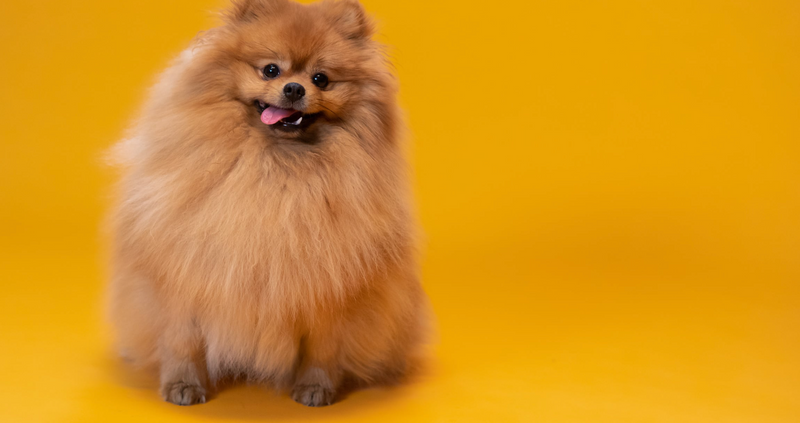 Pet of the Month July — Submit your pet’s photo for a chance to win Pet of the Month! Show off your furry friend! Best photo wins the prize!