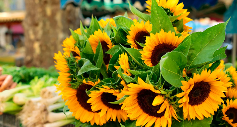 Prospers Farmers Market — Stop by and pick up fresh produce and raffle giveaways fun for all ages Please express interest - it helps us plan better! Plus, you'll get reminders.