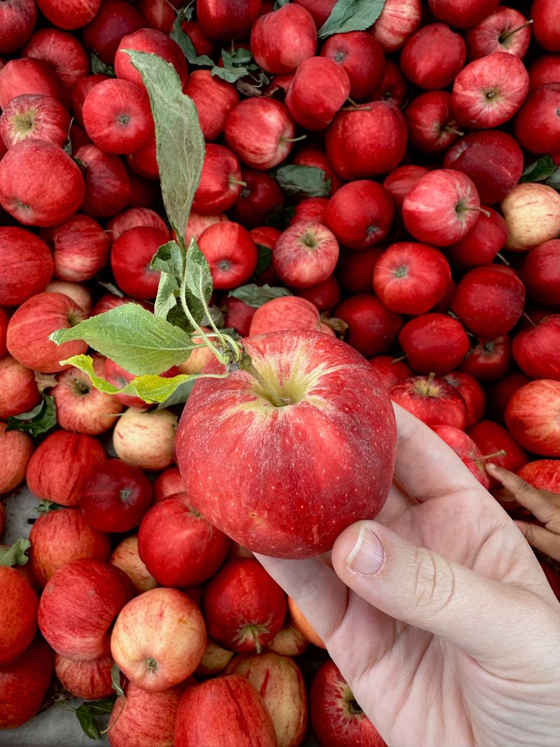 Apple Festival at The Ames