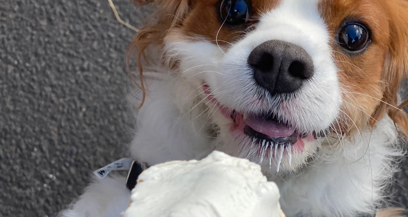 Pup Cup Palooza — Treat your four-legged friends to a special afternoon at Pup Cup Palooza! Stop by for complimentary pup cups and doggie goodie bags while supplies last.