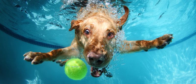 Puppy Pool Swim! — Join us at the Phase I pool from 1-3pm for the puppy swim! Please express interest - it helps us plan better! Plus, you’ll get reminders.