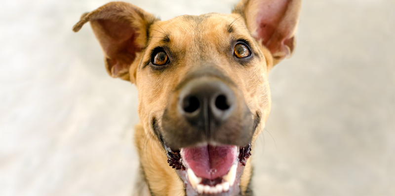 National Mutt Day Pet Contest — Celebrate your four-legged best friend! Tag us in a photo of your pet on Instagram for a chance to be featured as Pet of the Month and win a special prize for your pup. Please express interest - it helps us plan better! Plus, you'll get reminders.