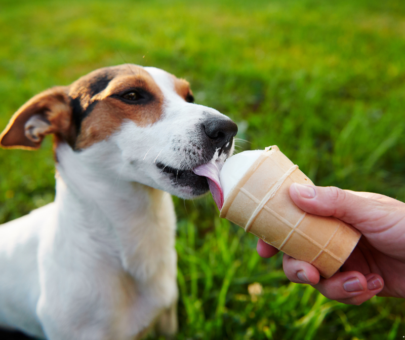 Pup Cup Picnic — Bring your pup to the Dog Park from 11:00 and to 1:00pm (or while supplies last) to enjoy treats by Chewy. Pup ice cream flavors: Peanut Butter, Birthday Cake, Vanilla and Carob with pup whipped cream flavors: Peanut Butter, Pepperoni and Bacon. Don't forget to RSVP here. Please express interest - it helps us plan better! Plus, you'll get reminders.