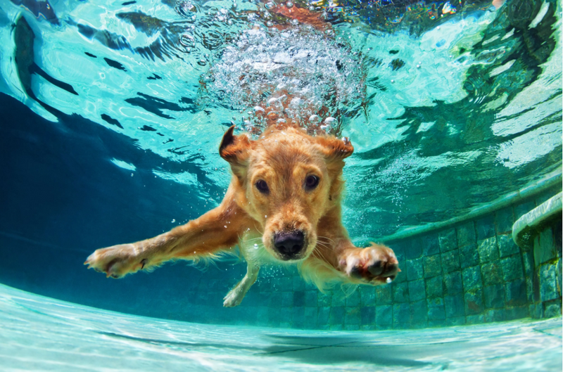 Annual Dog Dip — 🐾 Annual Dog Dip at the Urbane Pool! 🐾 Join us at the Urbane Pool on Monday, September 14, from 5:00 PM to 6:00 PM. Bring your furry friend for a swim and enjoy a fun evening connecting with your Urbane neighbors. Tails, splashes, and smiles are guaranteed! Don't forget to bring a towel! Please note that all furry friends must be registered with the Urbane office prior to attending. We look forward to seeing you there! Please Note: The last day for resident open swim will be September 14, 2026. Resident swimming hours will end at 5:00 PM. Please express interest - it helps us plan better! Plus, you'll get reminders.