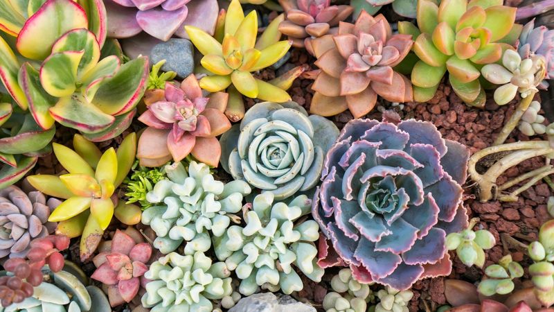 Mothers Day Succulents and Sweet Tea — Celebrate the special women in your life with an afternoon of creativity and connection. Residents will have the opportunity to plant their own beautiful succulent to take home while enjoying a selection of sweet tea and light refreshments. Please express interest - it helps us plan better! Plus, you’ll get reminders.
