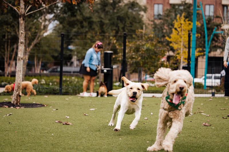 YAPPY HOUR WITH THE VET — Join Dr. Padgett from Clements Ferry Veterinary for a fun filled Yappy Hour including swag and treats! He will be available for questions and just general conversation. We will have treats for our Furry residents as well as their humans! Please express interest - it helps us plan better! Plus, you'll get reminders.