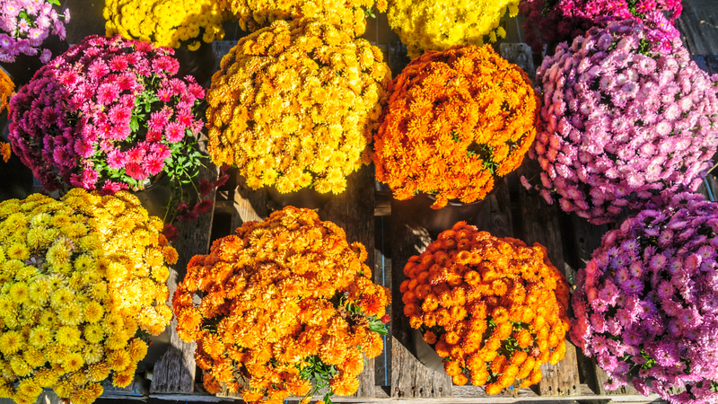 Petals & Popcorn — Celebrate the first days of fall with us at Petals & Popcorn! Stop by the clubhouse to pick up a beautiful fall mum from a local farm and enjoy our seasonal popcorn bar featuring a variety of sweet and savory flavors with fun fall toppings. If you'd like a mum, be sure to RSVP so we can reserve one for your household. Mums are available while reserved quantities last, with one mum per household. Not interested in a mum? We'd still love to see you! Feel free to stop by for popcorn, connect with neighbors, and enjoy a cozy fall evening with your community.