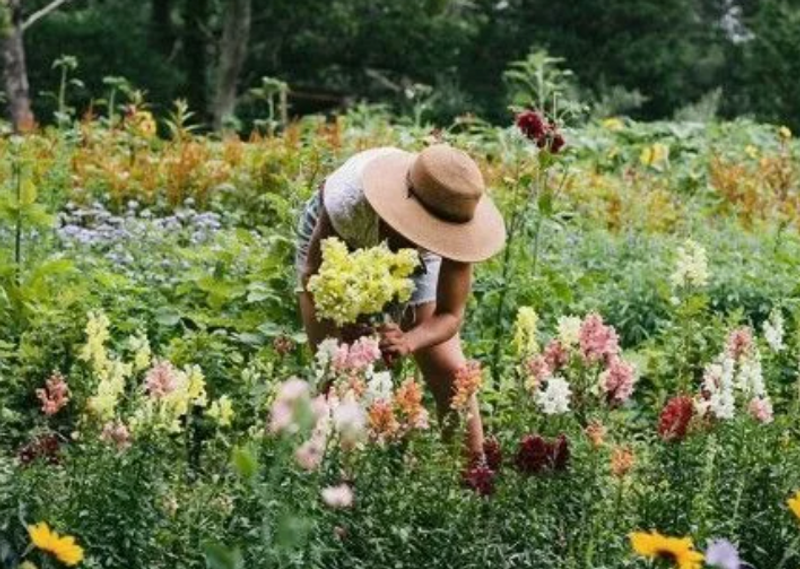 Flower Hour at Wild Goose Flower Farm — Join us for an evening on the farm and create a custom bouquet to take home. It's the perfect opportunity to enjoy the beauty of a local flower farm, connect with your neighbors, and savor a peaceful summer evening among the flowers. This event is RSVP only (by household) and space is limited. Be sure to snag a spot in the COBU app! Please have only one member of your household RSVP on behalf of your family so that more families have the opportunity to attend. Because this is an offsite event with limited capacity, please RSVP only if you are certain you can attend. Please express interest - it helps us plan better! Plus, you'll get reminders.
