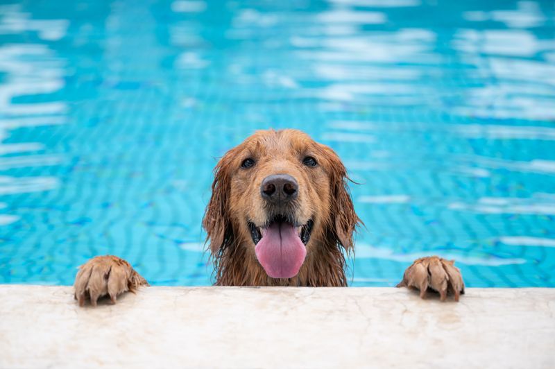 Annual Dog Pool Pawty! 💦🐾 — Join us on September 16th from 5:00-7:00 PM at the clubhouse pool area for a tail-wagging good time! Bring your pup for an evening of swimming, treats, and fun with fellow furry friends. 🐶🌊 Please express interest - it helps us plan better! Plus, you'll get reminders.