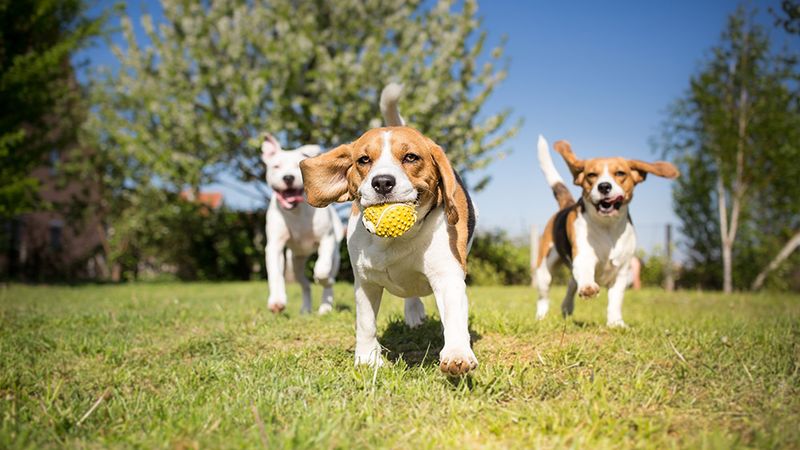 Yappy Hour! 🐶 — 🐾 Join us for a tail-waggin’ good time at the Bark Park on Wednesday, 7/15 from 5–7 PM! Bring your furry friends and come mingle with fellow pet lovers while enjoying treats for your pups. We can’t wait to see you there! 🐶✨ Please express interest - it helps us plan better! Plus, you'll get reminders.